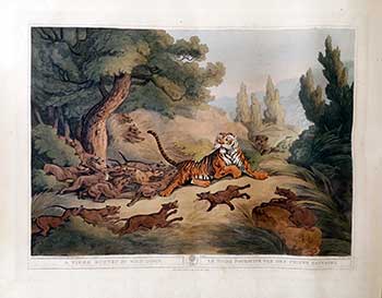 Item #51-2137 A Tiger hunted by Wild Dogs. Plate 21 from the Second Elephant Folio edition of ORIENTAL FIELD SPORTS : being a complete, detailed, and accurate description of the WILD SPORTS OF THE EAST. Samuel Howett, Thomas Williamson, Artist -, Author -.