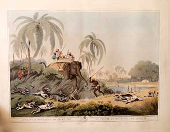 Item #51-2146 Hunting a Kuttauss, or Civet Cat [with hunters elephant and dogs]. Plate 30 from the Second Elephant Folio edition of ORIENTAL FIELD SPORTS : being a complete, detailed, and accurate description of the WILD SPORTS OF THE EAST. Samuel Howett, Thomas Williamson, Artist -, Author -.