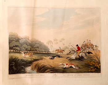 Item #51-2154 Running [Hunting] a Hog-Deer [on horses and elephant]. Plate 39 from the Second Elephant Folio edition of ORIENTAL FIELD SPORTS : being a complete, detailed, and accurate description of the WILD SPORTS OF THE EAST. Samuel Howett, Thomas Williamson, Artist -, Author -.