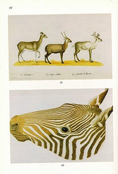 Item #51-2215 Tier-Aquarelle [Watercolors of animals & fauna by] von Franz Anton von Scheidel....