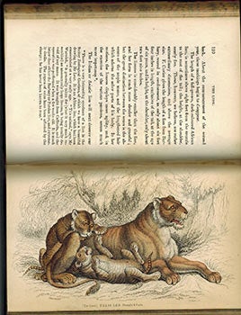 Item #51-2679 The Naturalist's Library. Vol. XVI. Mammalia. Lions, Tigers & c. Original Edition. William Sir Jardine, W. H. Lizars, Charles Hamilton Smith, James Stewart, engraver, illustr.
