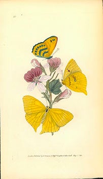 Item #51-2807 The Naturalist's Repository, or Miscellany of Exotic Natural History: Consisting of...