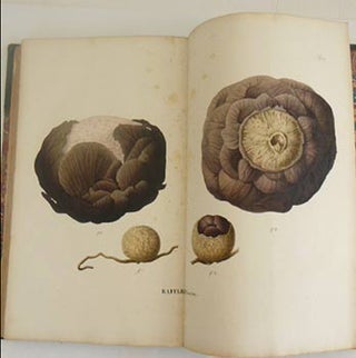 Flora Javae nec non insularum adjacentium [-Nova Series, Vol I: Orchidae]. [Flora of Java, Indonesia]. First edition.