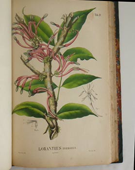 Flora Javae nec non insularum adjacentium [-Nova Series, Vol I: Orchidae]. [Flora of Java, Indonesia]. First edition.