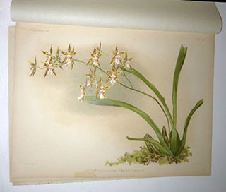 Reichenbachia. Orchids Illustrated and Described. First edition with 192 chromolithographs, housed in elegant slipcases.