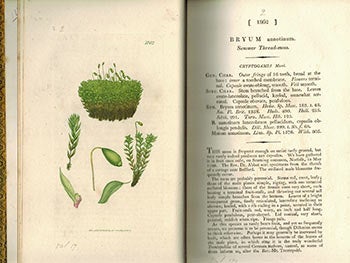 Item #51-3119 English Botany; or, Coloured Figures of British Plants,. Volume XVII. (First Edition with 120 handcoloured plates.). F. L. S. James Sowerby, Sir James Edward Smith, text -.