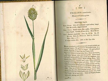 Item #51-3120 English Botany; or, Coloured Figures of British Plants,. Volume II (First Edition with 126 handcoloured plates.). F. L. S. James Sowerby, Sir James Edward Smith, text -.