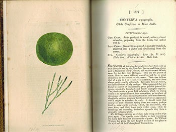 Item #51-3121 English Botany; or, Coloured Figures of British Plants,. Volume XIX (First Edition with 140 handcoloured plates.). F. L. S. James Sowerby, Sir James Edward Smith, text -.