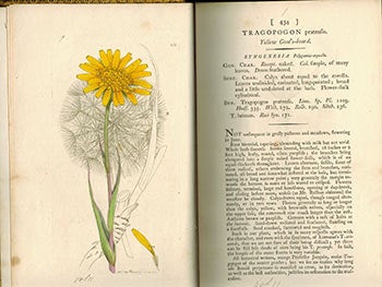Sowerby, F.L.S. James (illustrator - 1757-1822) and Sir James Edward Smith (text -1759-1828) - English Botany; or, Coloured Figures of British Plants,. Volume XI (First Edition with 140 Handcoloured Plates. )