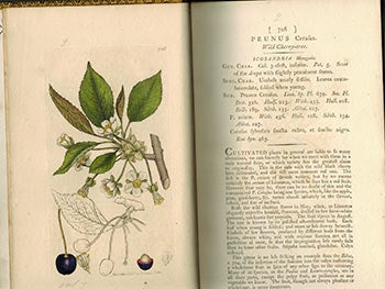 Item #51-3124 English Botany; or, Coloured Figures of British Plants,. Volume VII. First Edition with 117 handcoloured plates.). F. L. S. James Sowerby, Sir James Edward Smith, text -.