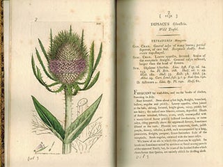 Item #51-3125 English Botany; or, Coloured Figures of British Plants,. Volume III. First Edition...