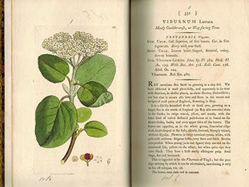Item #51-3126 English Botany; or, Coloured Figures of British Plants,. Volume V. First Edition with 138 handcoloured plates.). F. L. S. James Sowerby, Sir James Edward Smith, text -.