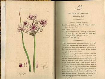 Item #51-3127 English Botany; or, Coloured Figures of British Plants,. Volume VI. First Edition with 124 handcoloured plates.). F. L. S. James Sowerby, Sir James Edward Smith, text -.