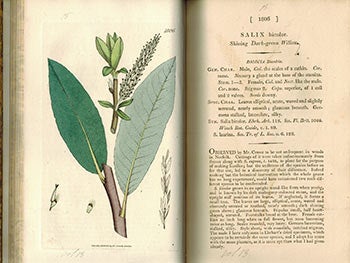 Item #51-3128 English Botany; or, Coloured Figures of British Plants,. Volume XIII (First Edition with 82 handcoloured plates.). F. L. S. James Sowerby, Sir James Edward Smith, text -.
