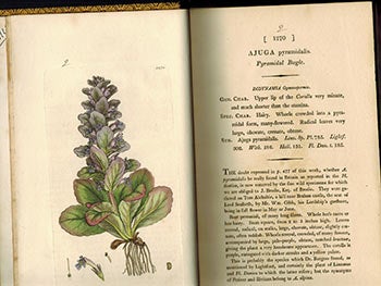 Item #51-3129 English Botany; or, Coloured Figures of British Plants,. Volume VIII (First Edition with 90 handcoloured plates.). F. L. S. James Sowerby, Sir James Edward Smith, text -.