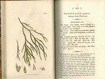 Sowerby, F.L.S. James (illustrator - 1757-1822) and Sir James Edward Smith (text -1759-1828) - English Botany; or, Coloured Figures of British Plants,. Volume XVI (First Edition with 105 Handcoloured Plates. )