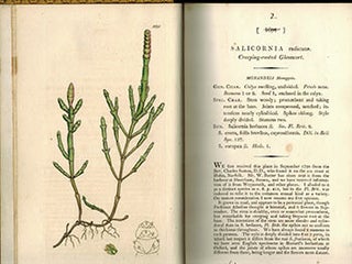 Item #51-3135 English Botany; or, Coloured Figures of British Plants,. Volume I. (First Edition...