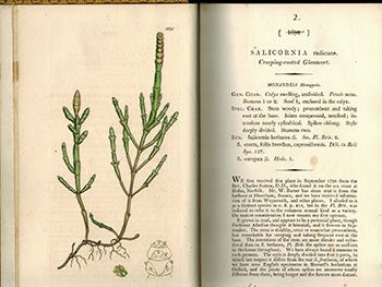 Item #51-3135 English Botany; or, Coloured Figures of British Plants,. Volume I. (First Edition with 90 handcoloured plates.). F. L. S. James Sowerby, Sir James Edward Smith, text -.