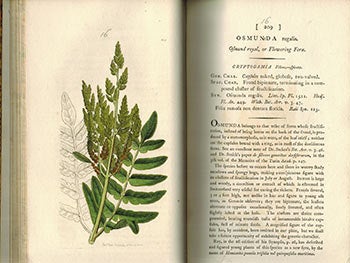 Sowerby, F.L.S. James (illustrator - 1757-1822) and Sir James Edward Smith (text -1759-1828) - English Botany; or, Coloured Figures of British Plants,. Volume XIV. (First Edition with 125 Handcoloured Plates. )