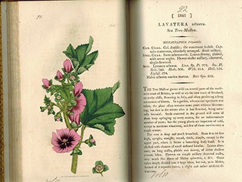 Item #51-3138 English Botany; or, Coloured Figures of British Plants,. Volume X. First Edition with 104 handcoloured plates.). F. L. S. James Sowerby, Sir James Edward Smith, text -.