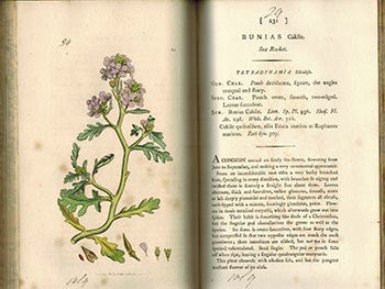 Item #51-3139 English Botany; or, Coloured Figures of British Plants,. Volume IX . First Edition with 71 handcoloured plates.). F. L. S. James Sowerby, Sir James Edward Smith, text -.