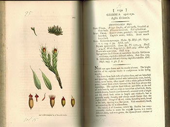 Item #51-3140 English Botany; or, Coloured Figures of British Plants,. Volume XV. First Edition with 131 handcoloured plates.). F. L. S. James Sowerby, Sir James Edward Smith, text -.