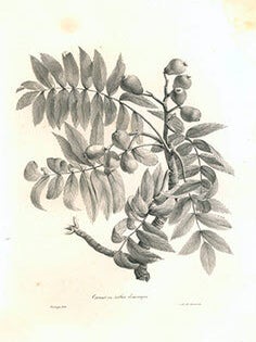 Item #51-3386 A Collection of 34 plates from "Répertorie des plantes utiles et des plantes...
