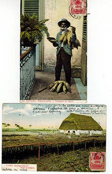 Item #51-3389 Early 20th Century postcards of Tobacco in Cuba. Vintage Cuban postcard artist.