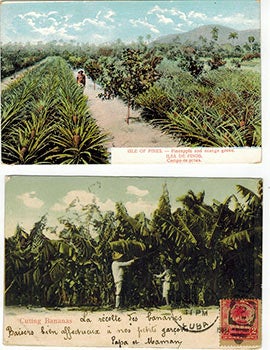 Item #51-3391 Early 20th Century postcards of Pineapples, Oranges and Bananas in Cuba. Vintage Cuban postcard artist.