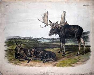 Item #51-3624 Moose Deer - Plate 76 (LXXVI) from The Viviparous Quadrupeds of North America....