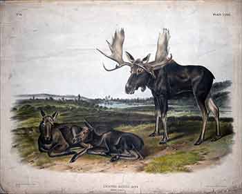 Item #51-3624 Moose Deer - Plate 76 (LXXVI) from The Viviparous Quadrupeds of North America. First Imperial Folio edition. John James Audubon.