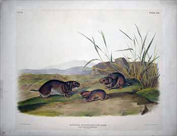 Item #51-3626 Yellow Cheeked Meadow Mouse - Plate 115(CXV) from The Viviparous Quadrupeds of North America. First Imperial Folio edition. John James Audubon.
