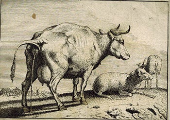 Item #51-3691 The Pissing Cow. First edition. Paulus After Potter.