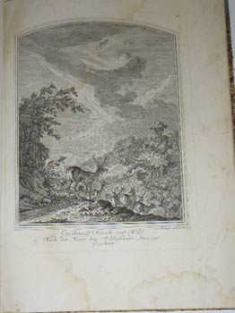 Item #51-4043 Ein Brunfft Hirsch mit Wild. Nach der Natur bey Schleissheim, Anno 1736, gezeichnet. First edition of the engraving. Johann Elias Ridinger.