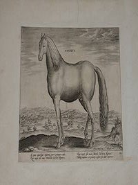 Item #51-4085 Natolus from Equile, seu speculum equorum, in quo omnis generis generosissimorum...