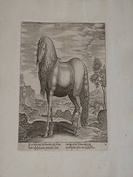 Item #51-4086 Dacus from Equile, seu speculum equorum, in quo omnis generis generosissimorum...