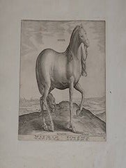 Item #51-4088 Sicilus from Equile, seu speculum equorum, in quo omnis generis generosissimorum...
