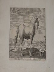 Item #51-4089 Insuber from Equile, seu speculum equorum, in quo omnis generis generosissimorum...