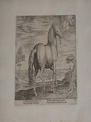Item #51-4090 Sardonicus from Equile, seu speculum equorum, in quo omnis generis generosissimorum...