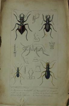 Item #51-4183 Histoire naturelle des insectes, traitant de leur organisation et de leurs mœurs...