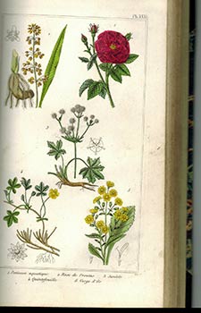 Traité des plantes médicinales indigènes, précédé d'un Cours de botanique, par Antonin Bossu.. Atlas. First edition.