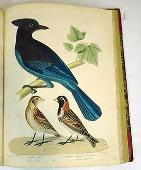 American Ornithology; or, the Natural History of Birds inhabiting the United States, not given by Wilson. 3 vols. First editions with 21 plates.