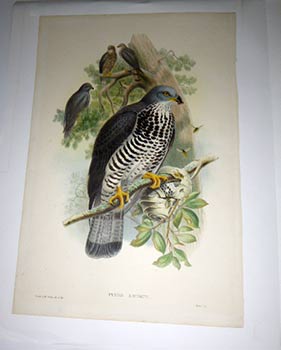 Item #51-4313 Pernis Apivorus. [The Honey Buzzard ]. from "The Birds of Great Britain". First...