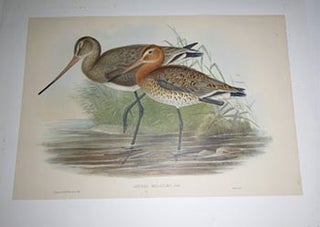 Item #51-4314 Limosa Melanura, Leisl. [ Black-tailed Godwit.]]. from "The Birds of Great...