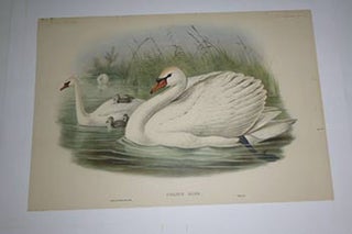 Item #51-4315 Cygnus Olor. [Mute Swan]. from "The Birds of Great Britain". First edition. John...