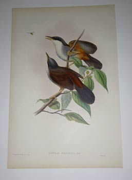 Item #51-4316 Garrulax Delesserti . Wynaad Laughingthrush from "The Birds of Asia". First...