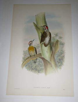 Item #51-4317 Iyngipicus Ramsayi. Sulu Pygmy Woodpecker. Ramsay's Pygmy Woodpecker from "The...