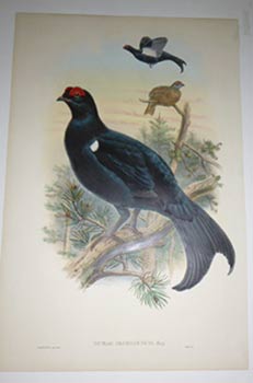 Item #51-4318 Tetrao Mlokosiewicz. Lyrurus mlokosiewiczi Georgian Black Grouse. from "The Birds...