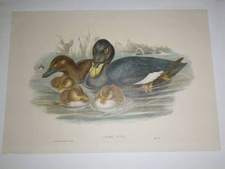 Item #51-4320 Oidemia Fusca. Melanitta fusca. Velvet Scoter from "The Birds of Great Britain"....