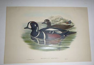Item #51-4324 Histrionicus torquatus. Histrionicus histrionicus. Harlequin Duck from "The Birds...